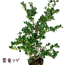 雲竜ツゲ 3.5号【観葉植物 インテリア グリーン 3.5寸 おしゃれ リビング プレゼント ギフト かわいい イヌツゲ モチノキ科 雲龍型 くねくね スパイラルドラゴン 育てやすい ゆっくり育つ 地植え 庭木】送料無料（北海道・沖縄・離島除く）