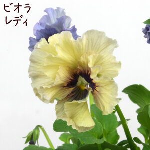 mԐF܂nrIEfB 3|bgy V O[ Mtg v[g x_ K[fjO 킢 c  ΐ쉀|  A  ԕcz