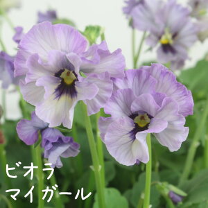 mԐF܂nrIE}CK[ 3|bgy V O[ Mtg v[g x_ K[fjO 킢 c  ΐ쉀|  A  ԕc ցz