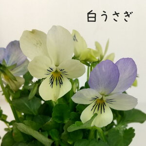 mԐF܂nrIE 3|bgy V O[ Mtg v[g x_ K[fjO 킢 c  ΐ쉀|  A  ԕc ցz