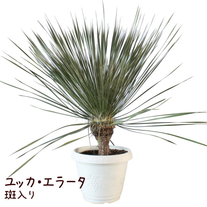 楽天市場】ユッカ・エラータ 13号【観葉植物 大型 おしゃれ 珍しい 