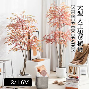 ^ lHϗtA ie  tFCNA A [t    CeA  sv  A k