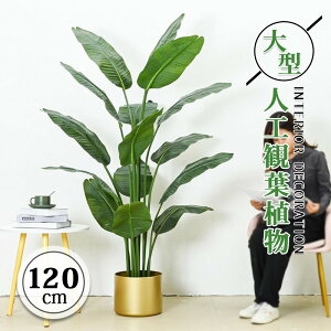 lH ϗtA tFCNO[ ^ Xe 120cm   A Ϗܗp t sv CeA   