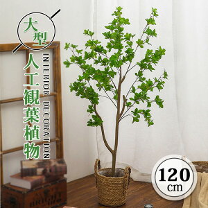 tFCN O[ ccW lHϗtA tFCN A   c[ lH ^ ^ A 120cm  t t  S