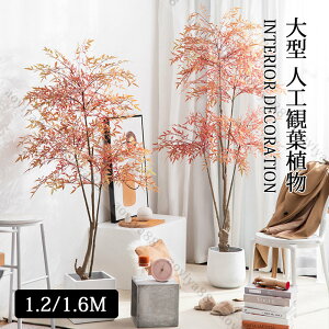 ^ lHϗtA ie  tFCNA A [t    CeA  sv  A k