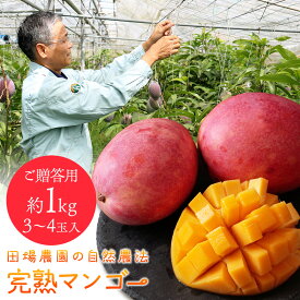 田場農園の自然農法「完熟マンゴー」 沖縄県産 ご贈答用 生産者直送 アップルマンゴー 自然栽培 農薬不使用 化学肥料不使用 除草剤不使用 送料無料