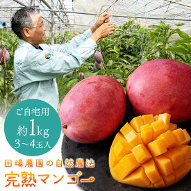 田場農園の自然農法「完熟マンゴー」 沖縄県産 ご自宅用 訳あり 生産者直送 アップルマンゴー 自然栽培 農薬不使用 化学肥料不使用 除草剤不使用 送料無料