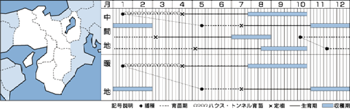 タキイ ホワイトスター 5,000粒×5ヶ 新種 メーカー直送】ホワイトスター【タキイ種苗】 コート5000粒 - ネギ参謀
