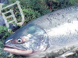 新巻鮭 【北海道礼文島産】