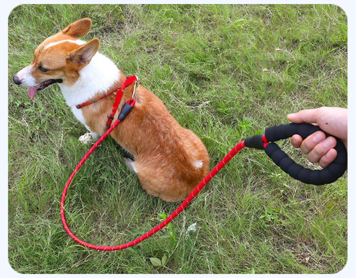 楽天市場】ペット犬用 ハーネス リード 首輪 3点セット3点セット 犬用 