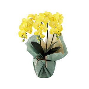 TԂ  䋟   @v @ [ ~jӒO{iA[eBtBVt[j SCG}H minipo-ye ]Ԃ ԗ ԗi ei e{ Au O   O 49