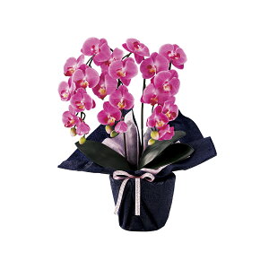 TԂ  䋟   @v @ [ ~jӒO{iA[eBtBVt[j SCG}H minipo-dl ]Ԃ ԗ ԗi ei e{ Au O   O 49