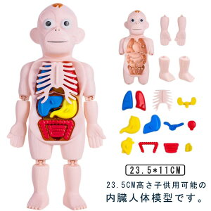 mߋ l̖͌^ l̃f ~j 23.5cm ͌^ l̉U 3Έȏ LbY q p[cO 18s[X gݗ  ؓ  [ i ͌^ Ȋw  ͌^ X}[g{gCY 