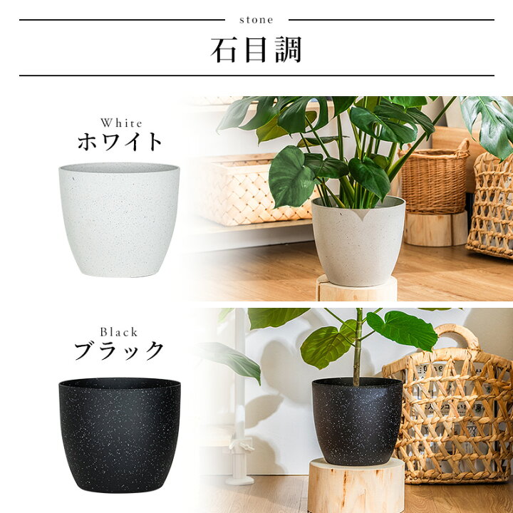 楽天市場】【5%OFFクーポン☆7/5 23:59まで】 フィカス ウンベラータ 