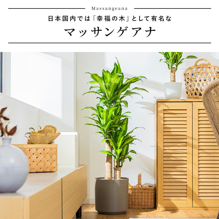 楽天市場】【クーポンで5%OFF☆7/10 0:00〜7/11 1:59】 マッサン 観葉 