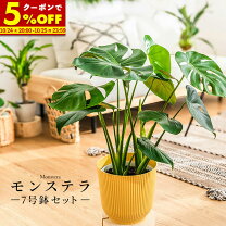楽天市場】モンステラ 7号 観葉植物の通販