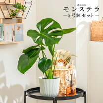 楽天市場】モンステラ 観葉植物 2000円の通販