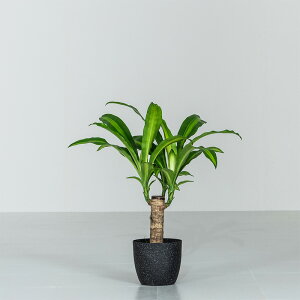 y|Cg5{11/9 12:00`11/11 1:59z }bT ϗt A { ϗtA 5 45`55cm hZi }bTQAi  K̖ hZiE}bTQAi Jo[t  j I