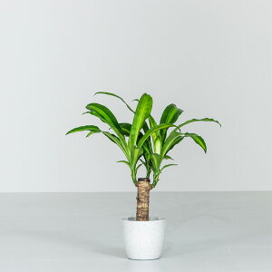 }bT ϗt A { ϗtA 5 45`55cm hZi }bTQAi  K̖ hZiE}bTQAi Jo[t  j ItBX X  CeA 