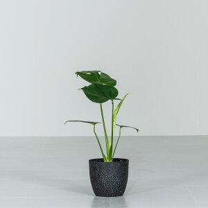 yN[|11%OFF11/1 0:00`23:59z Xe ϗtA 5 40`55cm Jo[t  A Jo[t  A  j ItBX X  ȐAؔ CeA 