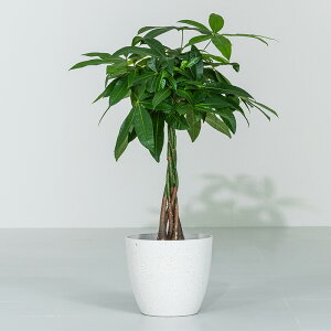 yN[|10%OFF9/4 20:00-9/5 23:59z pL ϗtA 7 Jo[t 60`80cm  A { CeA j ItBX X   Aؔ v[g Ă₷ S