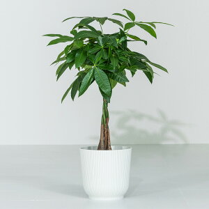 y|Cg5{11/15 12:00`11/16 23:59z pL ϗtA 7 Jo[t 60`80cm  A { CeA j ItBX X   Aؔ v[g Ă₷ S