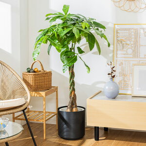 yN[|11%OFF11/1 0:00`23:59z pL ϗtA 8 Jo[t 100`120cm  A { CeA j ItBX X  ȐAؔ v[g Ă₷ S