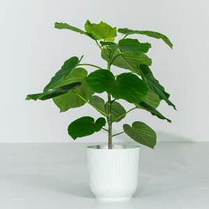 tBJX Ex[^  ϗtA 7 70`90cm ^ Jo[t tBJXEEx[^ A  n[g^ j ItBX X   Aؔ IV v[g C