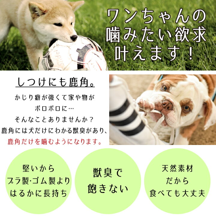 楽天市場 小型犬用 1本 蝦夷鹿角ドッグガム Gajigajiガジガジ 北海道産 鹿の角 ペット用品 天然 無添加 国産 日本製 噛む犬のおもちゃ 硬い犬のおやつ Fur Design 楽天市場店