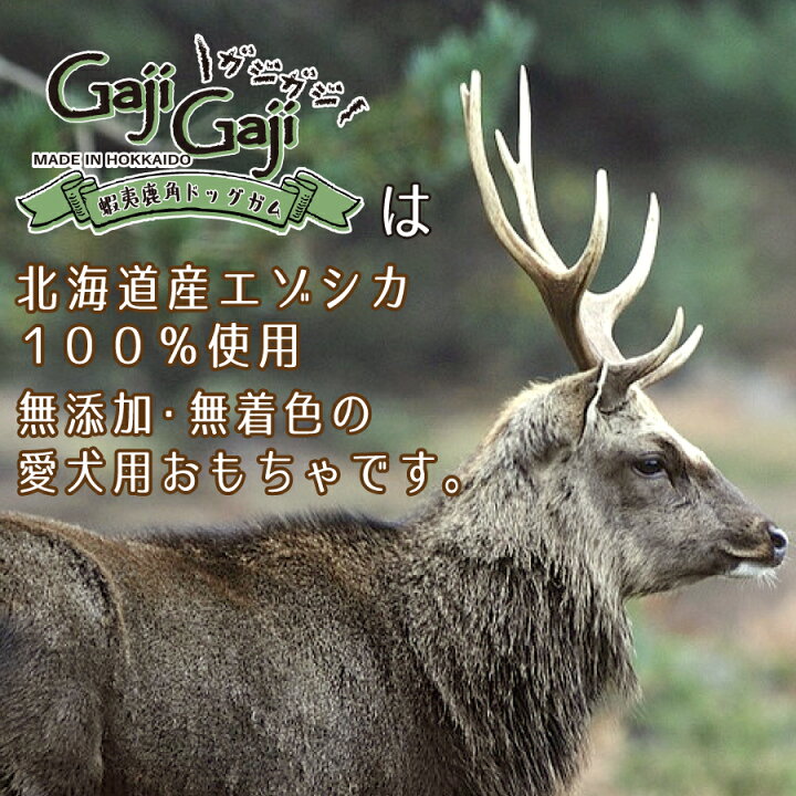 楽天市場】【小型犬用 1本】蝦夷鹿角ドッグガム ガジガジ GajiGaji 