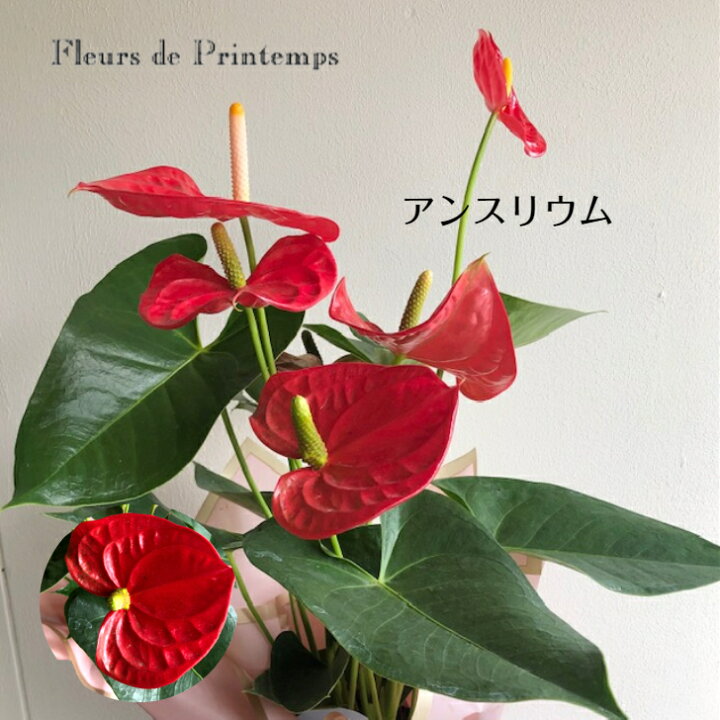 楽天市場 アンスリウム 観葉植物 プレゼント ギフト 誕生日 開店祝い 結婚記念日 ハートの花 レッド 花鉢 鉢花 フラワーギフト 送料無料 フルール ド プランタン