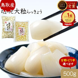【4〜11日限定★エントリーでP10倍】 らっきょう 鳥取産 日本ギフト大賞受賞 500g 国産 大粒 不揃い【選べる甘酢・ちょい ピリ辛】 らっきょ らっきょう漬 らっきょ 漬物 らっきょう酢 らっきょう漬けつまみ ワイン ハイボール ビールに合う
