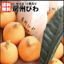 千葉県富浦産　房州びわ4Lサイズ露地栽培のびわ出荷開始！南房総 びわ 送料込み お取寄せ 贈答 プレゼント 母の日 お…