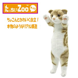 【正規品】 たっちぃZOO にゃんこ ライト スコティッシュフォールド ぬいぐるみ（ねこ ネコ プレゼント ギフト 贈り物 母の日 誕生日 新生活 就職 進級 進学 お祝い）