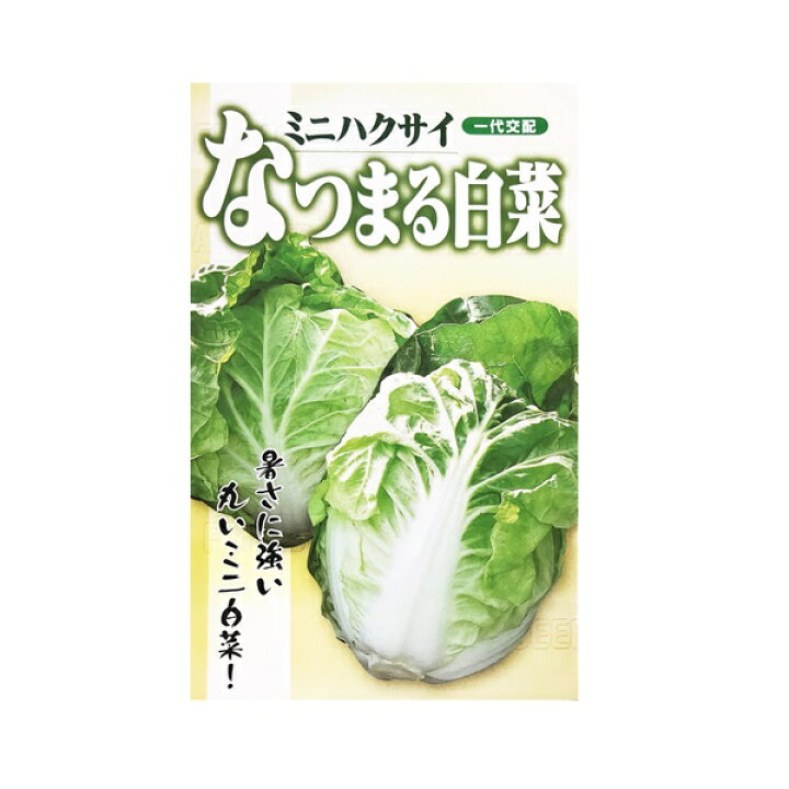 楽天市場 葉野菜 はくさい 種 なつまる白菜 小袋 フタバ種苗ネットショップ