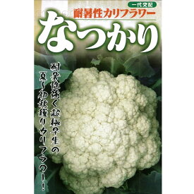 葉野菜(カリフラワー) 種 【なつかり　20ml】