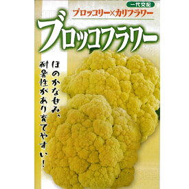 葉野菜(カリフラワー×ブロッコリー) 種 【ブロッコフラワー　小袋】