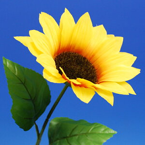 yVNt[ziЂ܂j@Ă̑y̎sz