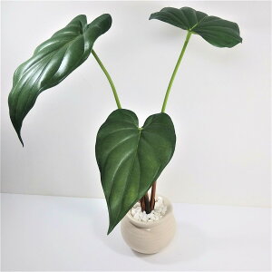 AX[[tĩ|bgtjԁ@A[eBtBVt[@VNt[@A[gt[@tFCNO[