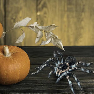 nEB AXpC_[ u w 3 ߋ N XpC_[ ^` nEB   A  ͌^ tBMA 悯  hbL j[N  fR[V