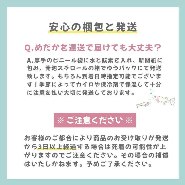楽天市場 メダカ ユリシス 成魚 産卵サイズ 4ペア 保証2匹 泳ぐ宝石 超極上 交配 固定率 水槽 お手入れ 厳選種 アクアリウム 隔離 安心 安全 飼育 自由研究 かわいい 可愛い ペット 稚魚 淡水 観察 繁殖 プレゼント 養殖 増やす 保護 Futurshop
