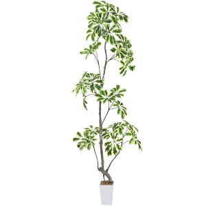 tFCNO[ lHϗtA ϗt  168cm G} C bȂ  z[  ItBX CeA 