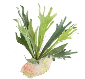 Kugusa GAvc GA[vc  tFCNO[ Ǌ| ݂艺 lH ϗtA CeA  (RE)