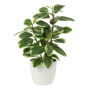 tFCNO[ lHϗtA CeA O[ S̖   ƒ ItBX  j Mtg