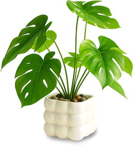 G} tFCNO[ ~j ϗtA lHϗtA p   sv 蕨 Mtg k v[g 1