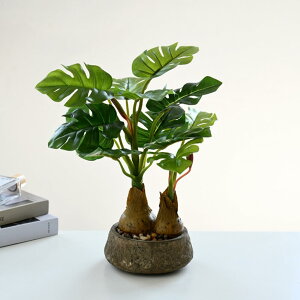 tFCNO[ lHϗtA G} lH~ XeCeA C A ^ Aؔ bsv  O tFCNA ͂Ȃ ~͐A (C)