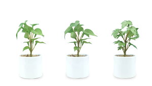 [Candyfs tree] lHϗtAA3_Zbgi|gX2CXe1CeTCYF7*7*16CMj~j G} L sv 픫 CeAO[ Mtg    fXN