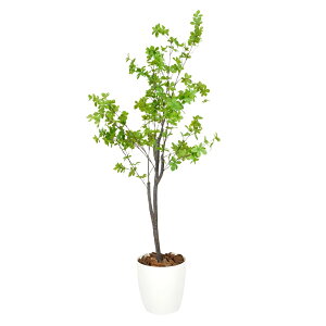 Botanical life+ tFCNO[ ϗtA G} { L R hE_ccW 120cm NBV[Y