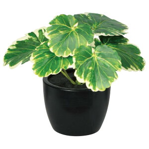 asca CeAO[ ~jTCY |bgt  A[eBtBV ϗtA tFCNO[ A-51085 ([jE)