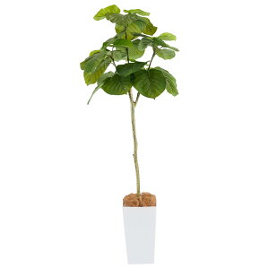 Botanical life+ tFCNO[ ϗtA G} ^ L R Ex[^ 170cm KV[Y